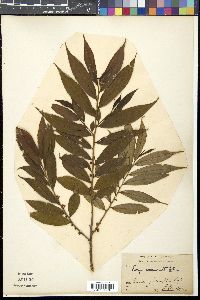 Eurya acuminata image