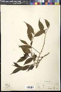Eurya acuminata image