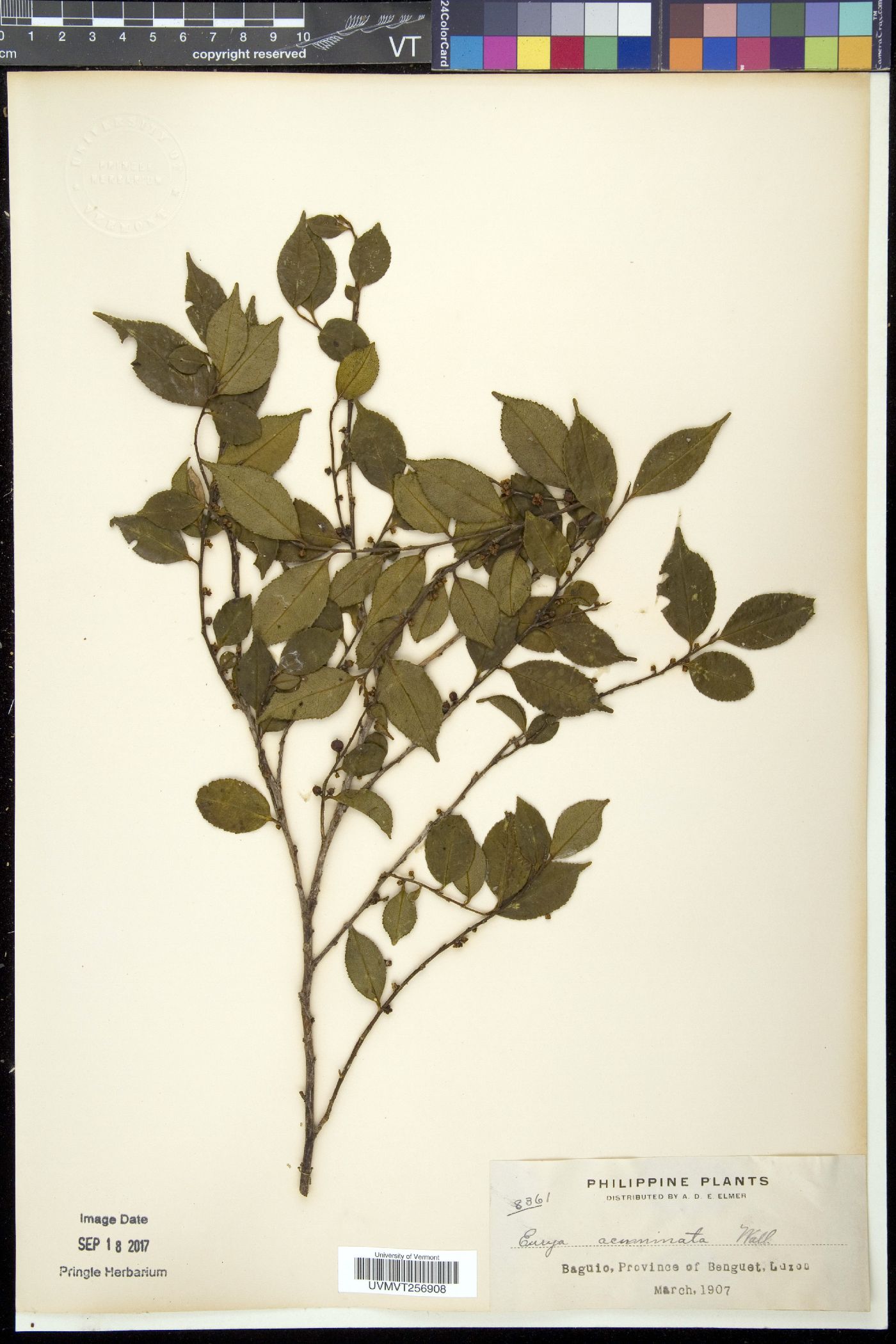 Eurya acuminata image