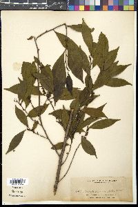 Eurya acuminata image