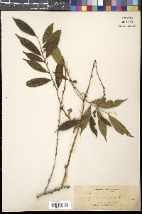Eurya acuminata image