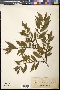 Eurya acuminata image