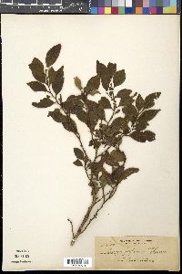 Eurya japonica image