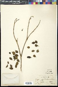 Ilex crenata image