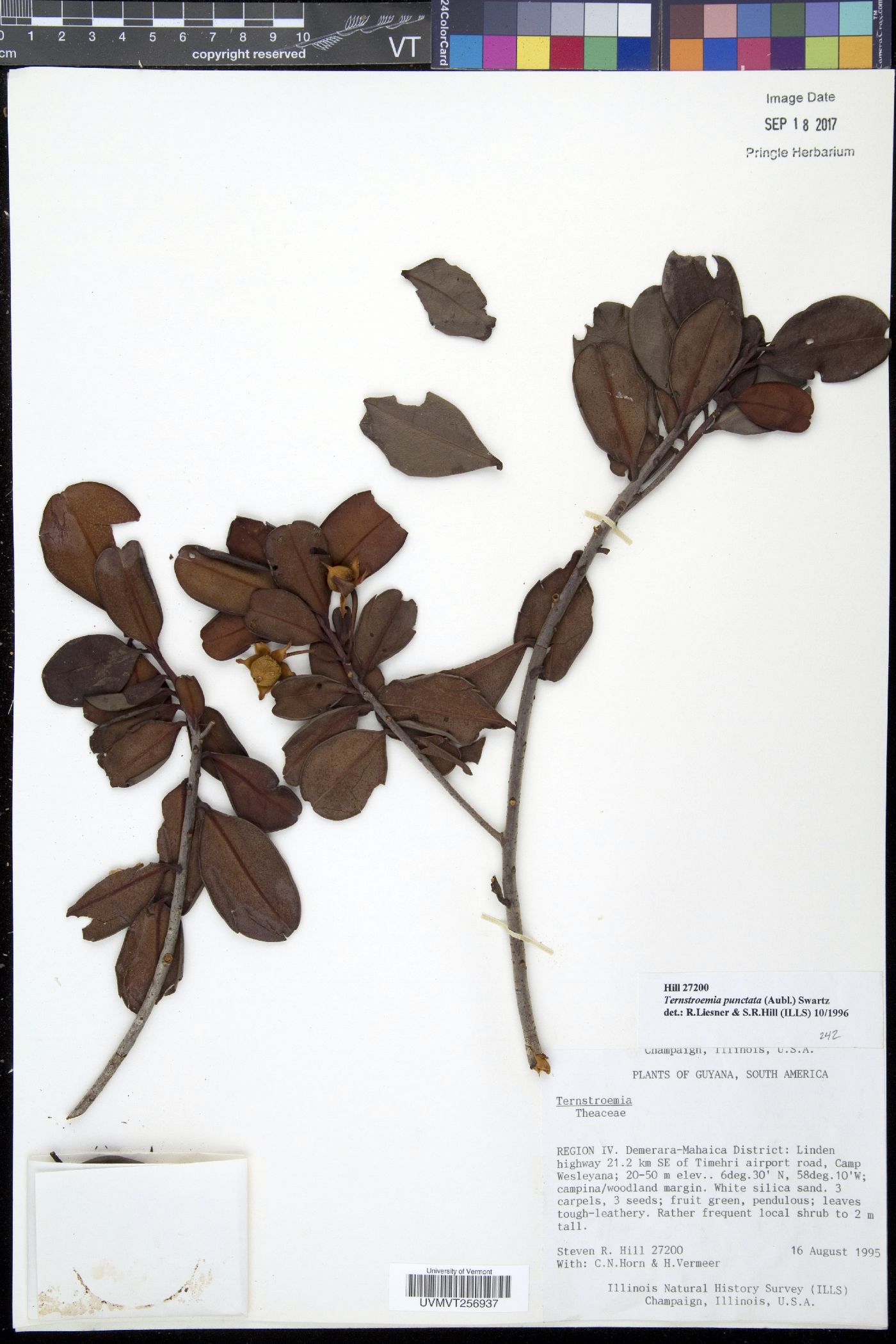 Ternstroemia punctata image