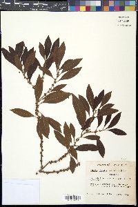 Bumelia salicifolia image