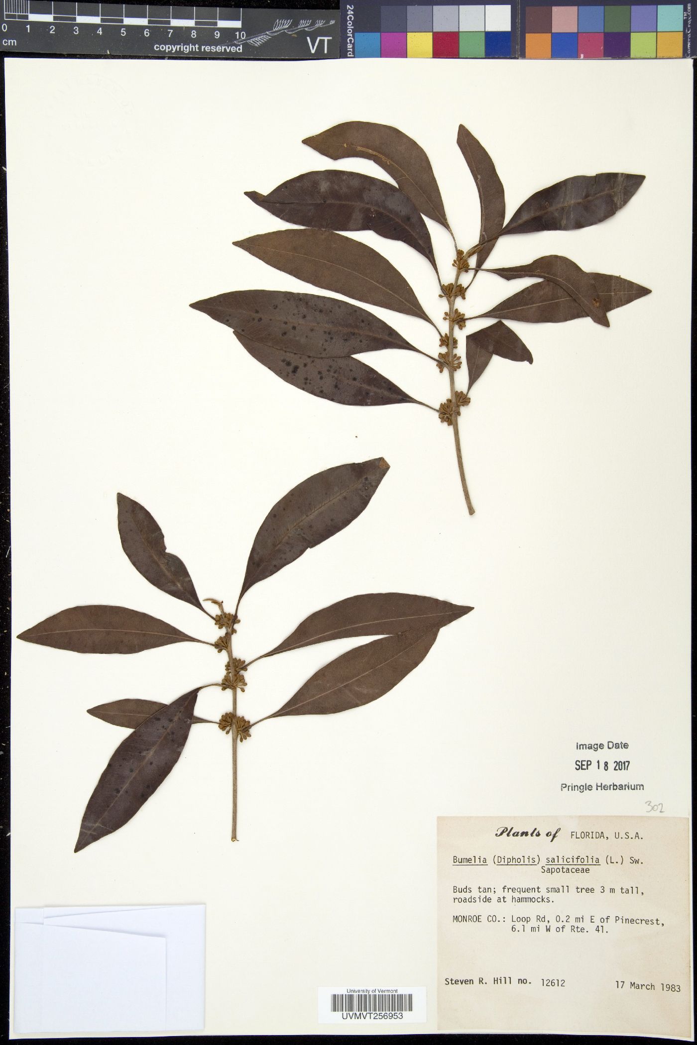 Bumelia salicifolia image