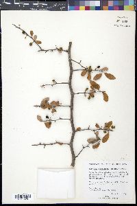 Bumelia reclinata image
