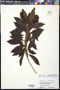 Bumelia salicifolia image