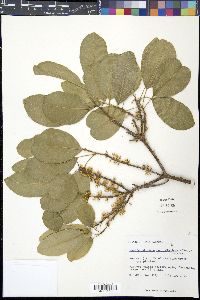 Mastichodendron foetidissimum image