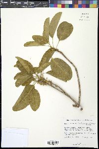 Mastichodendron foetidissimum image