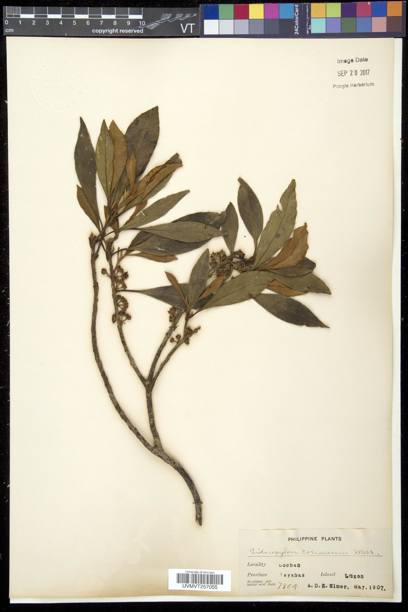Sideroxylon coriaceum image