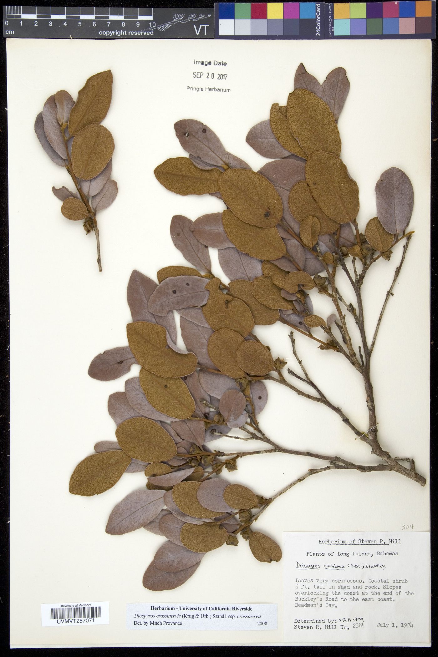 Diospyros caribaea image