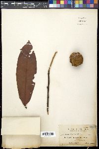 Diospyros blancoi image