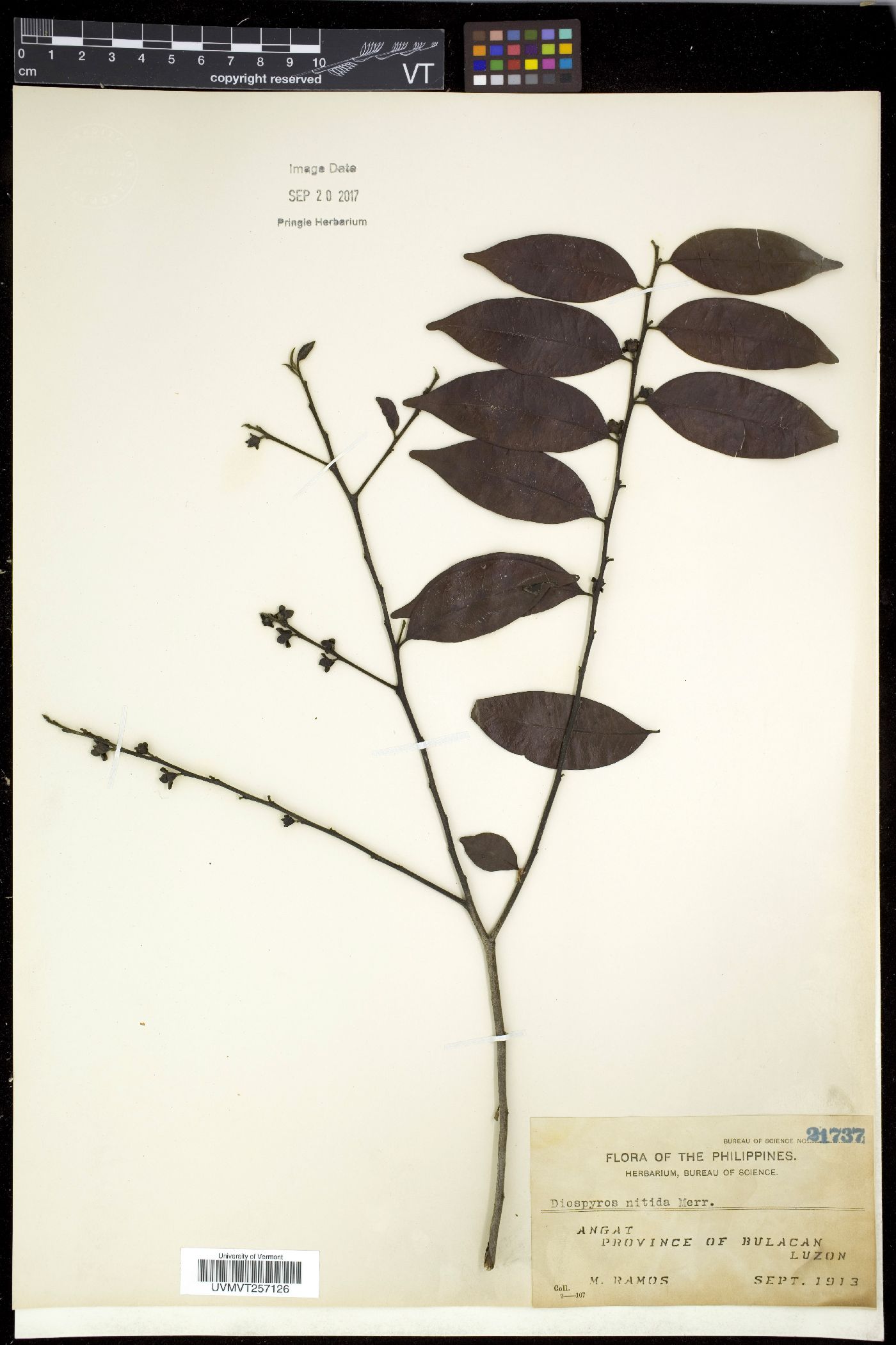 Diospyros nitida image