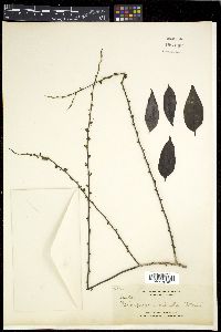 Diospyros nitida image