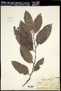 Diospyros pilosanthera image
