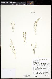 Lysimachia minima image