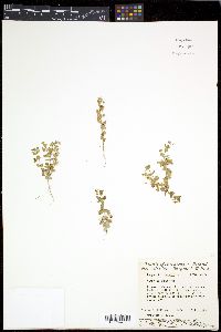 Lysimachia arvensis image