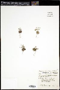 Androsace septentrionalis image