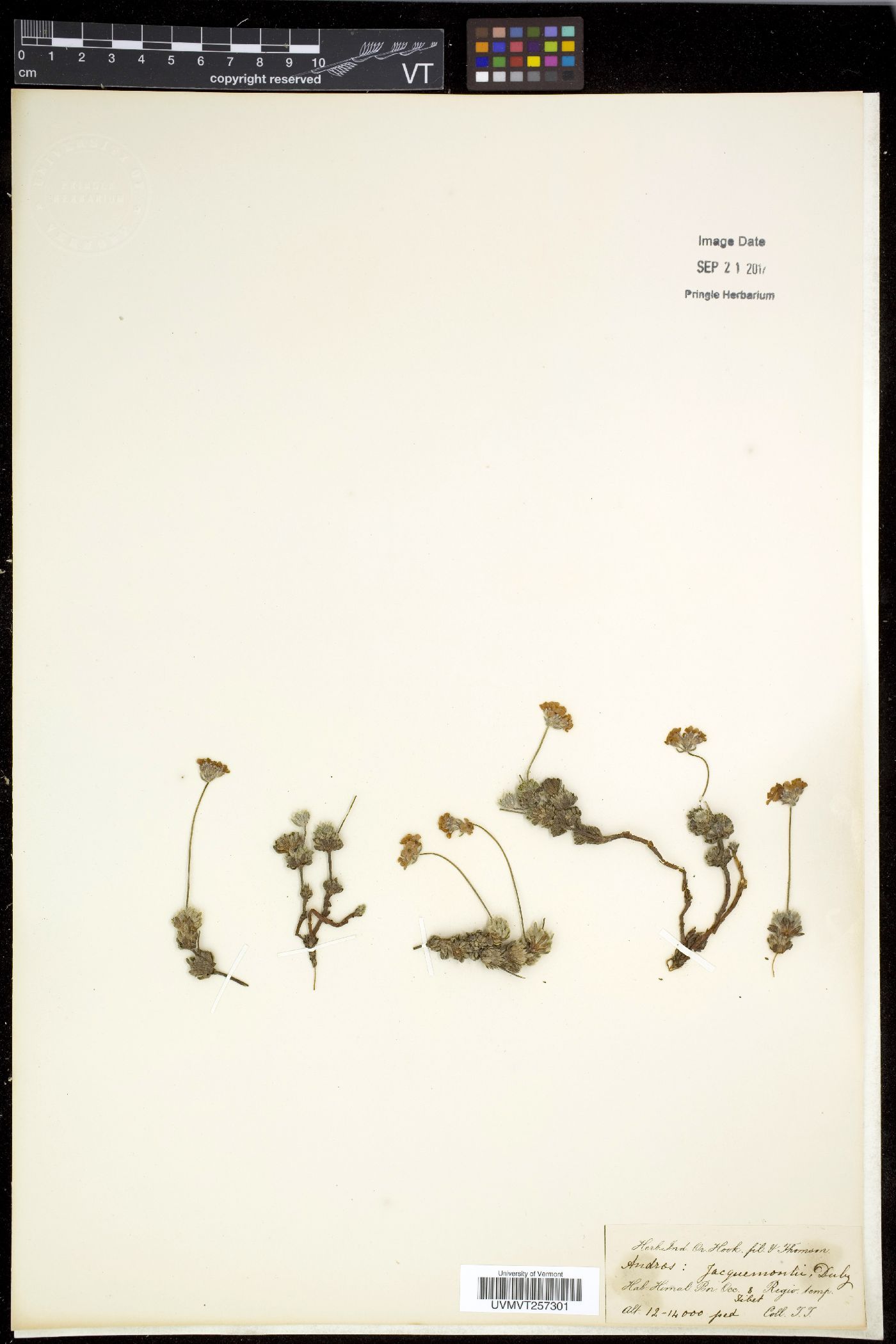 Androsace jacquemontii image