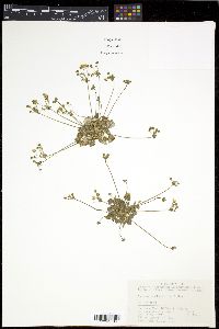 Androsace umbellata image