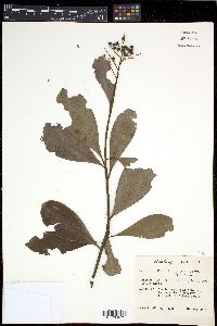 Ardisia escallonioides image