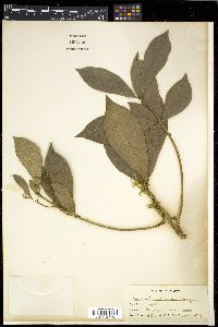 Ardisia elmeri image