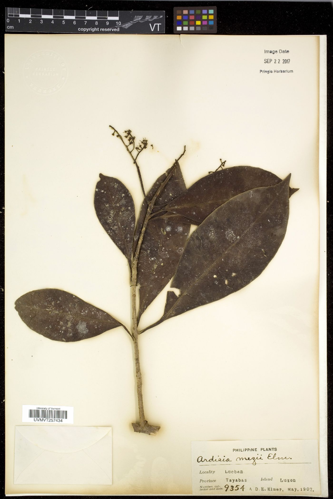 Ardisia mezii image