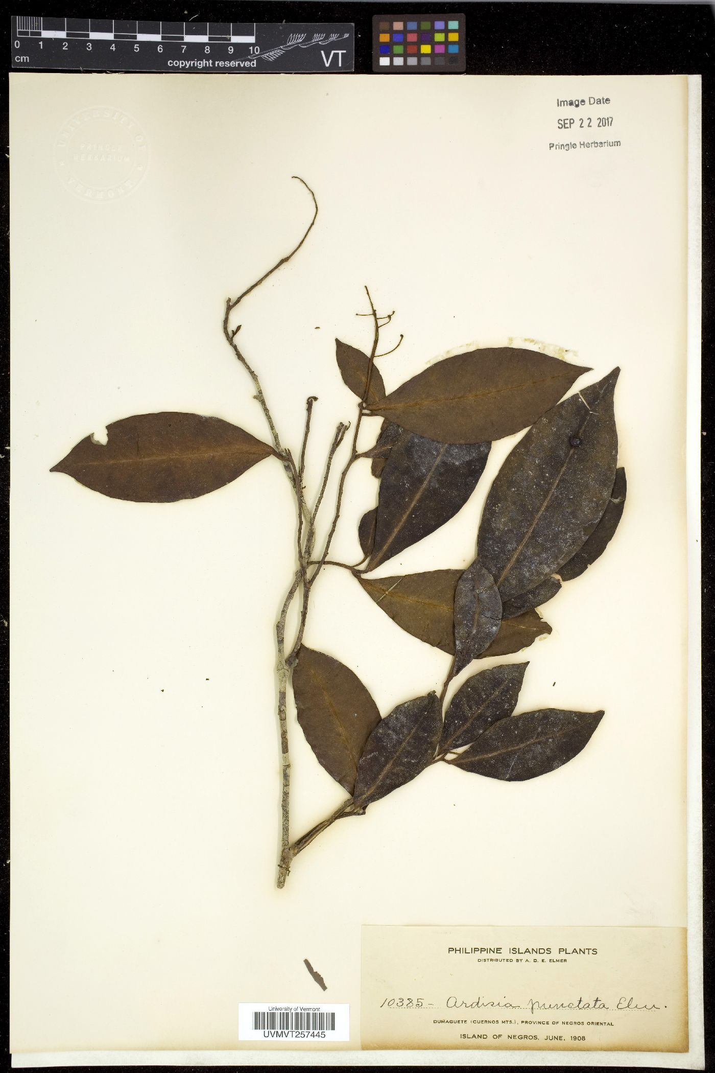 Ardisia punctata image