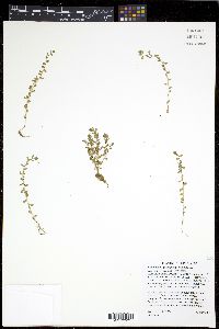 Lysimachia minima image
