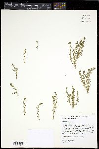 Lysimachia minima image