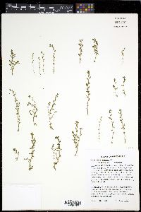 Lysimachia minima image