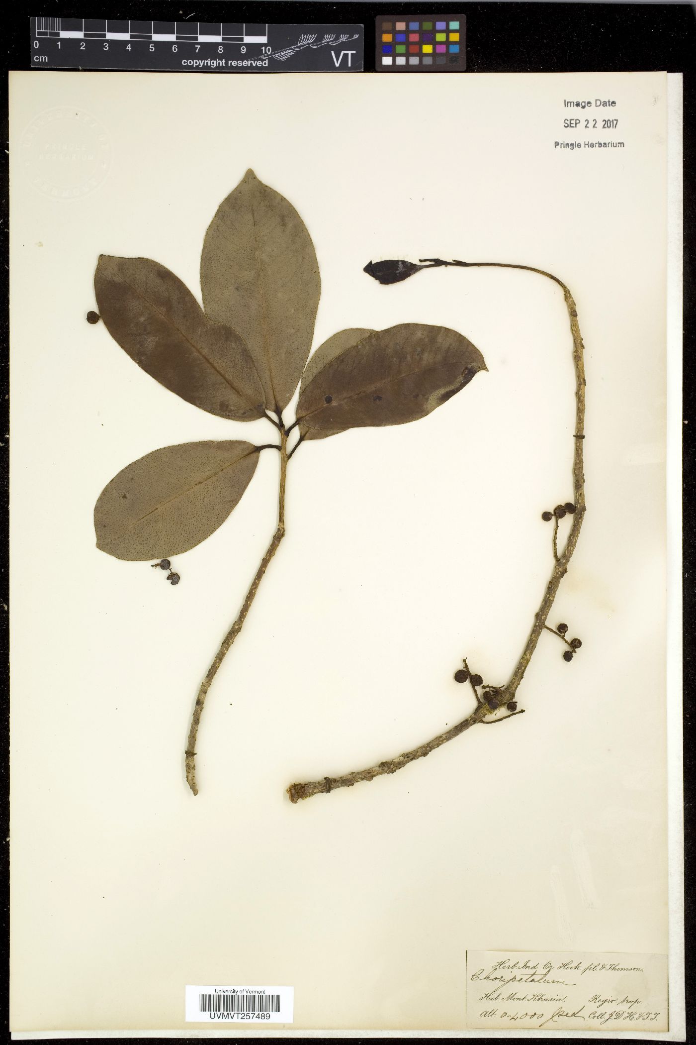 Choripetalum image