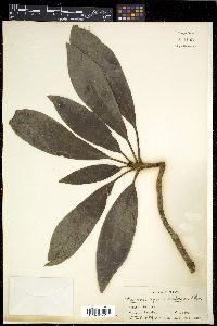 Discocalyx montana image