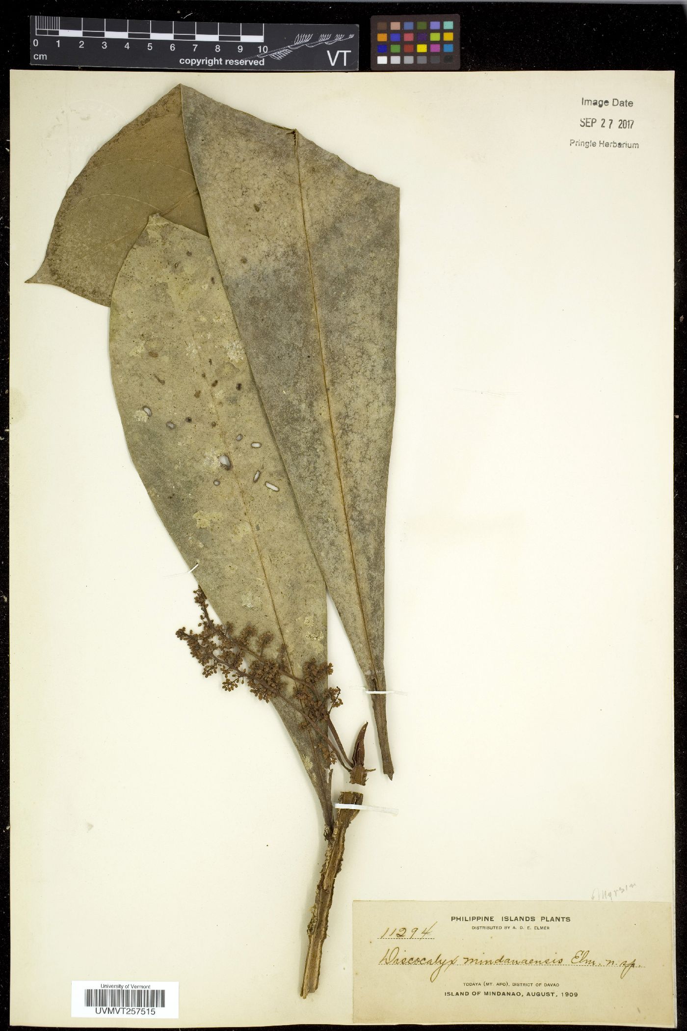 Discocalyx mindanaensis image