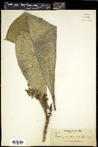 Media resource of Discocalyx mindanaensis