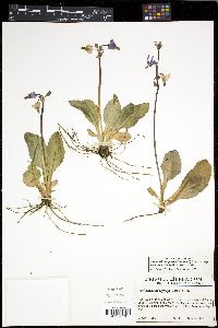 Dodecatheon pulchellum subsp. macrocarpum image
