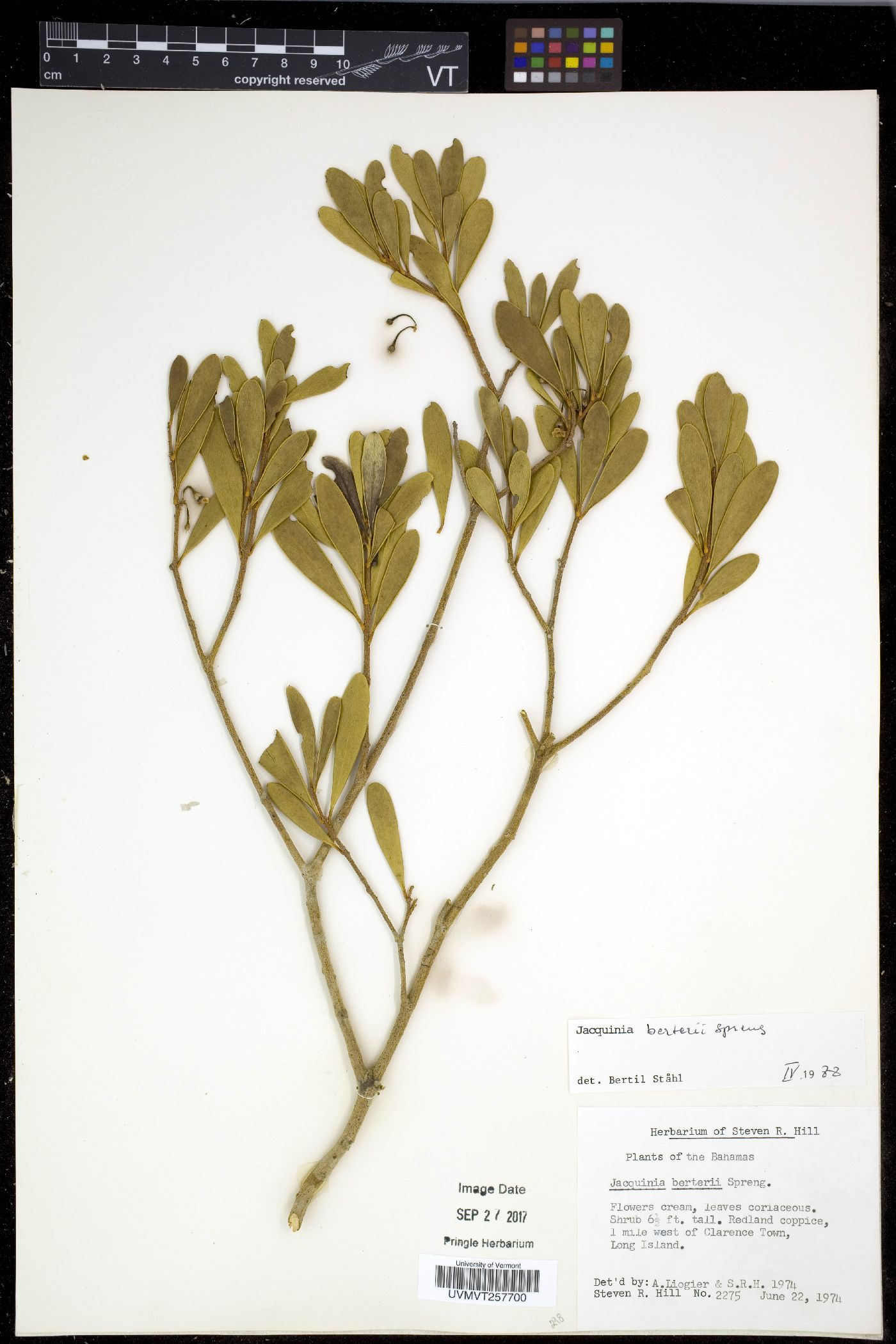 Jacquinia berteroi image