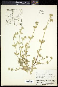 Cerastium caespitosum image