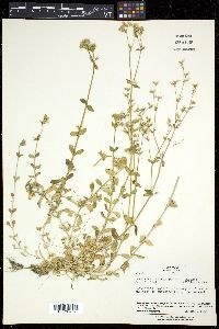 Cerastium caespitosum image