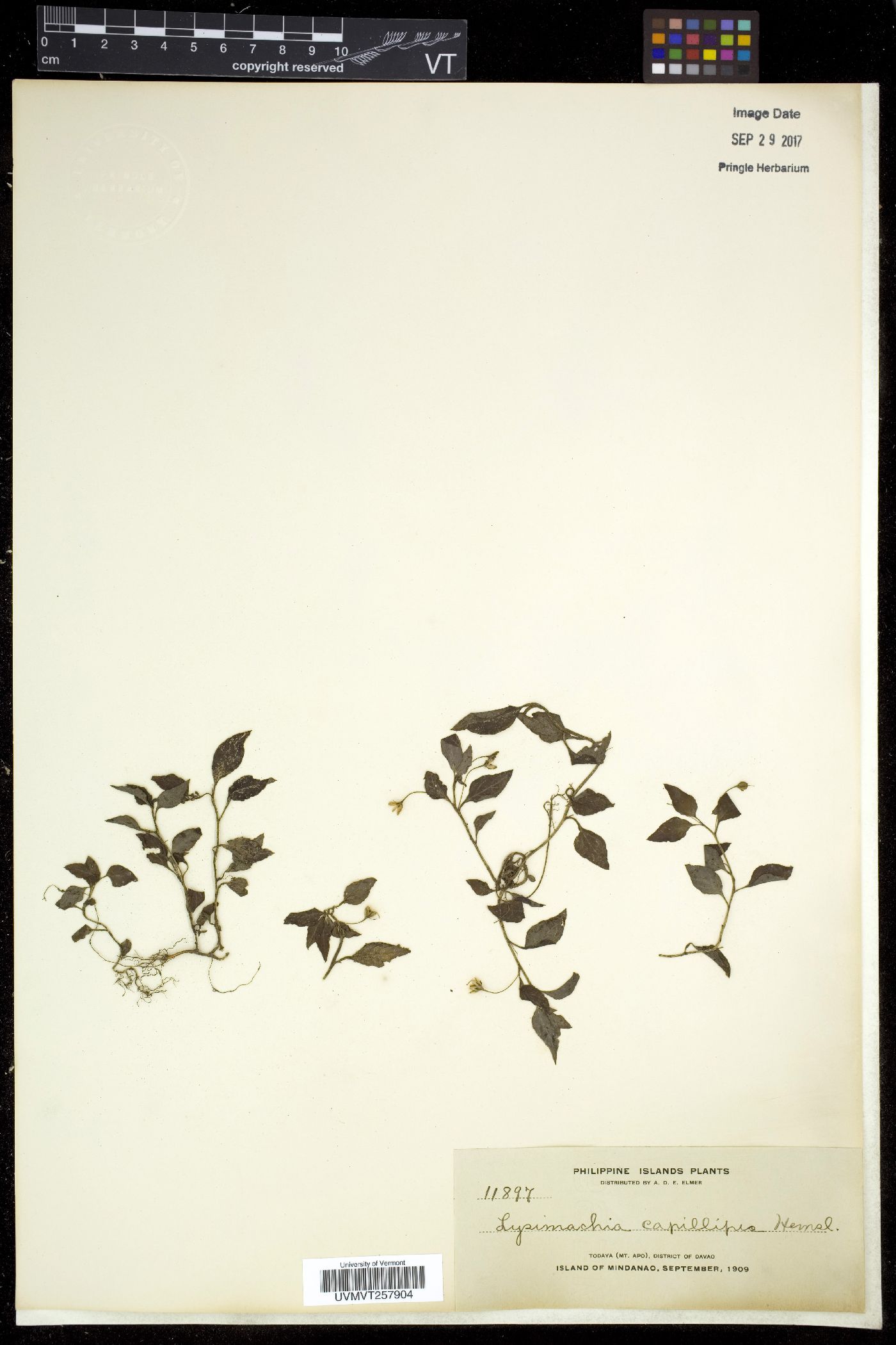 Lysimachia capillipes image