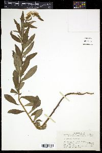 Lysimachia barystachys image