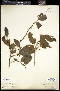 Maesa indica image