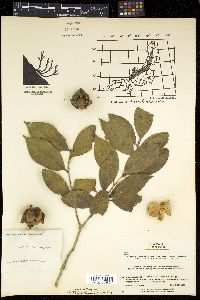 Camellia japonica image