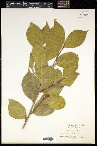 Camellia japonica image