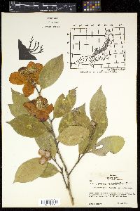 Camellia japonica image