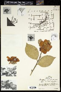 Camellia japonica image