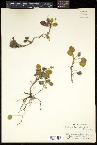 Media resource of Schizocodon ilicifolius