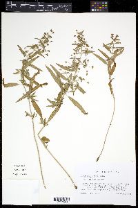 Lysimachia hybrida image